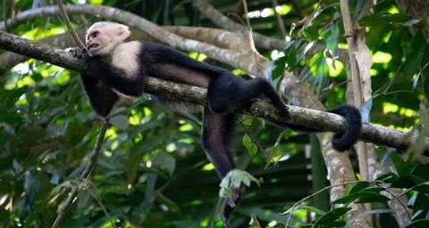White Faced Capuchin Monkey, Costa Rica Stock Photos