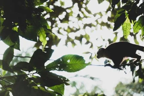 White Faced Capuchin Monkey, Costa Rica Stock Photos