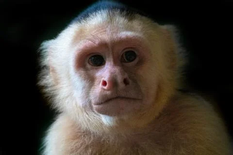 White Faced Capuchin Monkey, Costa Rica Stock Photos