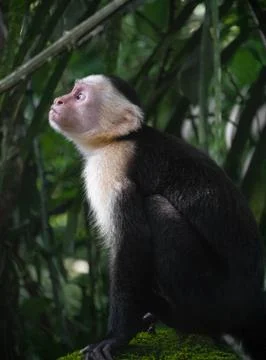 White Faced Capuchin Monkey, Costa Rica Stock Photos