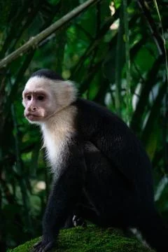 White Faced Capuchin Monkey, Costa Rica Stock Photos