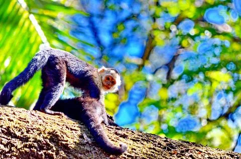 White-faced capuchin monkey, Costa Rica Stock Photos