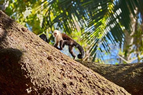 White-faced capuchin monkey, Costa Rica Stock Photos