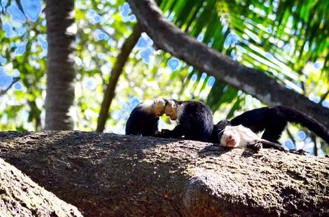 White-faced capuchin monkey, Costa Rica Stock Photos