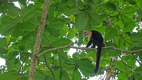 White-Faced Capuchin Monkey, Costa Rica Stock Photos