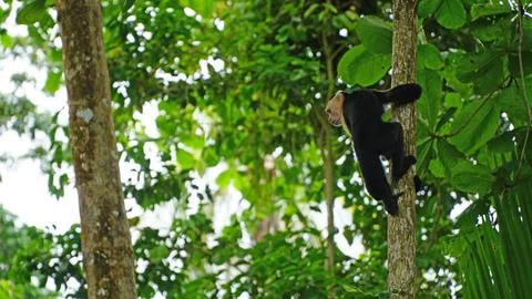 White-Faced Capuchin Monkey, Costa Rica Stock Photos