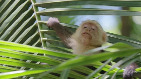 White Faced Capuchin Monkey in Curu National Park Costa Rica Stock Footage 338354960