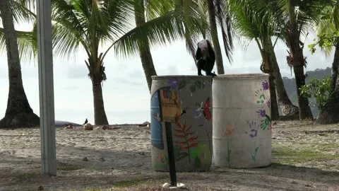 White-faced Capuchin Monkey Drinking Garbage From Cup Trash by National Park Stock Footage 148794226