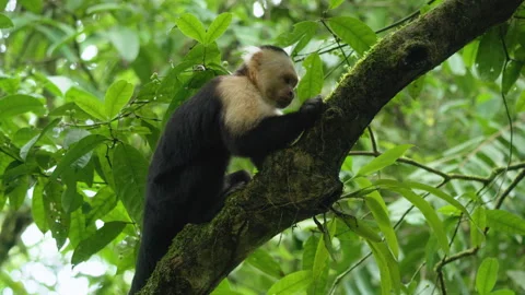 White-faced capuchin monkey eating fruit on mossy branch in Costa Rica jungle. Stock Footage 338368035