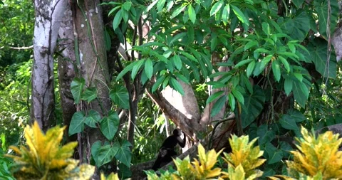 White faced Capuchin monkey family in the Costa Rican rainforest Stock Footage 336486497