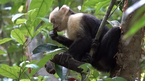 White faced capuchin monkey feeding in the rainforest of Costa Rica. Video stock 95213406