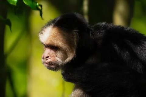 White faced Capuchin Monkey gets a close up portrait in the tropical rainsf.. Stock Photos