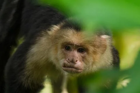White faced Capuchin Monkey gets a close up portrait in the tropical rainsf.. Stock Photos