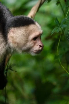 White faced Capuchin Monkey gets a close up portrait in the tropical rainsf.. Stock Photos
