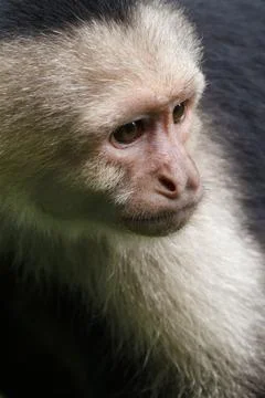 White faced Capuchin Monkey gets a close up portrait in the tropical rainsf.. Stock Photos