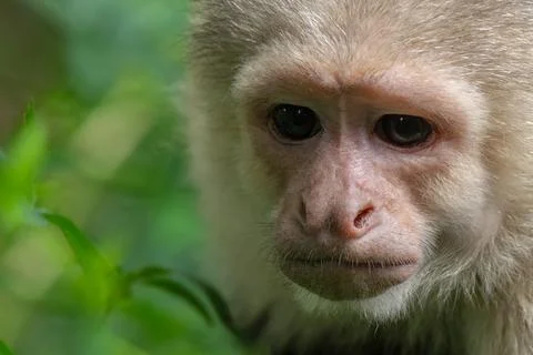 White faced Capuchin Monkey gets a close up portrait in the tropical rainsf.. Stock Photos
