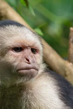 White faced Capuchin Monkey gets a close up portrait in the tropical rainsf.. Stock Photos