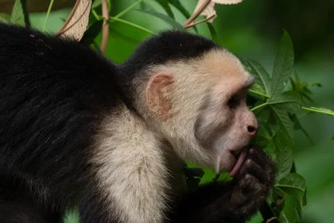 White faced Capuchin Monkey gets a close up portrait in the tropical rainsf.. Stock Photos