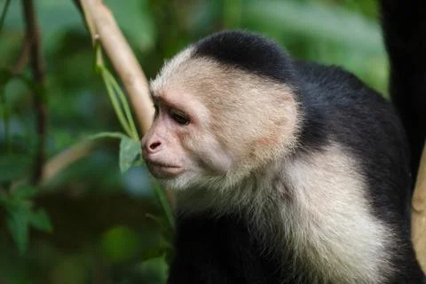 White faced Capuchin Monkey gets a close up portrait in the tropical rainsf.. Stock Photos