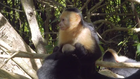 White-faced capuchin monkey grooms another monkey - Costa Rica Video stock 112479414