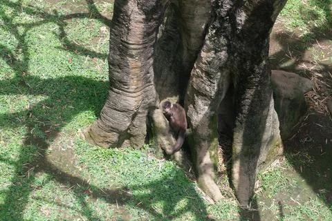 White-faced capuchin monkey interacting at the base of a tree in the zoo en.. Stock Photos