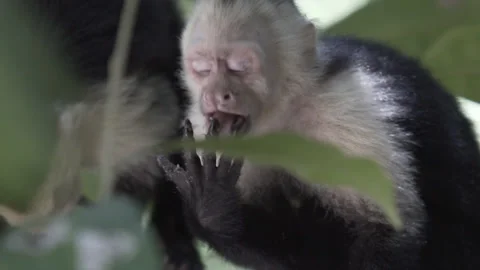 White-Faced Capuchin Monkey Licking Food Off Fingers Costa Rica Stock Footage 335550721