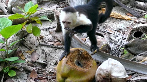 White-faced Capuchin Monkey Licks Coconut Milk from Its Fingers Stock Footage 340190938