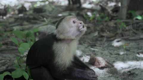 White Faced Capuchin Monkey in Manuel Antonio National Park Costa Rica 스톡 동영상 165895072