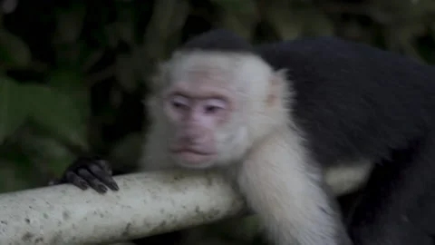 White Faced Capuchin Monkey in Manuel Antonio National Park Costa Rica Video stock 165899443