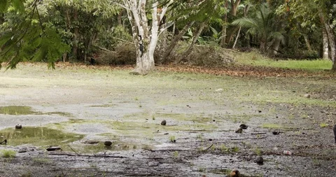 White-faced Capuchin Monkey or Monkeys Running on Ground Across Opening Stock Footage 122658342