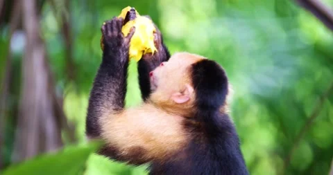 A White-faced capuchin monkey in Panama Video stock 205298816