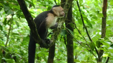 White-faced capuchin monkey perched on mossy branch in Costa Rica jungle. Stock Footage 338371681