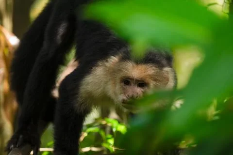 White faced Capuchin Monkey is perched high above in a tree of tropical rai.. Stock Photos
