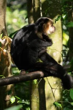 White faced Capuchin Monkey is perched high above in a tree of tropical rai.. Stock Photos