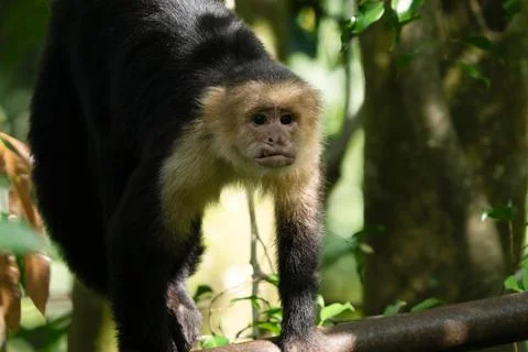 White faced Capuchin Monkey is perched high above in a tree of tropical rai.. Stock Photos