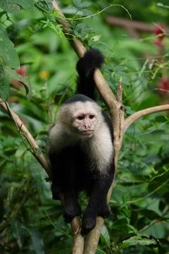 White faced Capuchin Monkey is perched high above in a tree of tropical rai.. Stock Photos