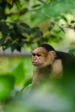 White faced Capuchin Monkey is perched high above in a tree of tropical rai.. Stock Photos