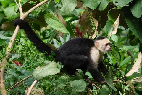 White faced Capuchin Monkey is perched high above in a tree of tropical rai.. Stock Photos