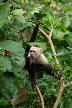 White faced Capuchin Monkey is perched high above in a tree of tropical rai.. Stock Photos