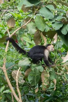 White faced Capuchin Monkey is perched high above in a tree of tropical rai.. Stock Photos