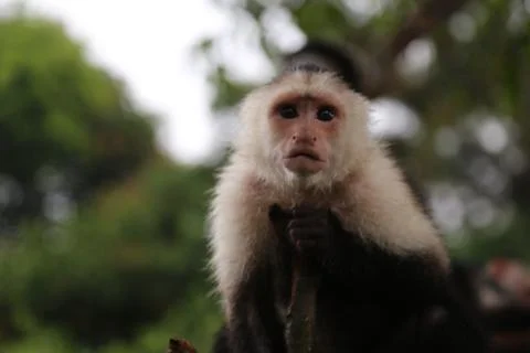 White faced Capuchin monkey Stock Photos