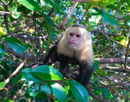 White-faced capuchin monkey, Quepos, Costa Rica Stock Photos