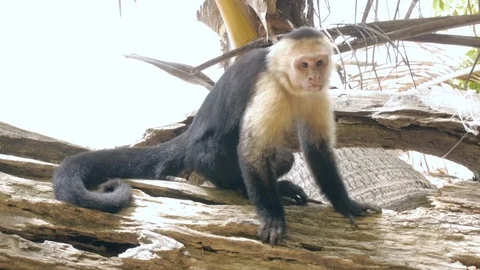 White faced Capuchin monkey at rest in Costa Rica, 1080p tripod Vídeo Stock 98928978