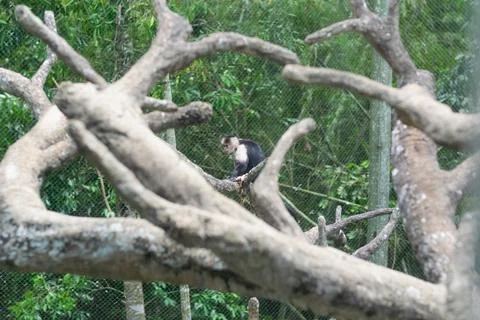 White faced capuchin monkey resting among thick tree branches in naturalist.. Fotos Stock