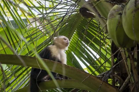 White-faced capuchin monkey resting in tropical palm trees of Bastimentos Stock Photos
