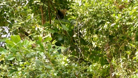 White-faced Capuchin Monkey running away Stock Footage 114689569