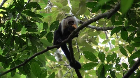 White-faced Capuchin Monkey sit on branch biting on coconut in rainforest Stock Footage 113875879