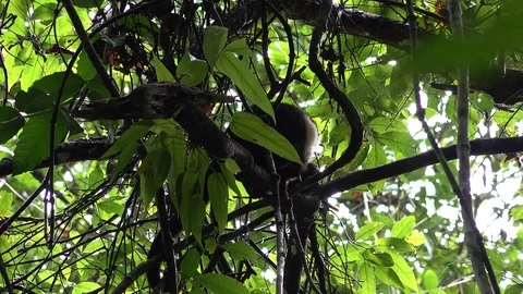 White-faced Capuchin Monkey sit on branch in lowland rainforest Stock Footage 113875892