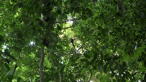 White-faced Capuchin Monkey sitting on branch holding a coconut in rainforest Stock Footage 113875916
