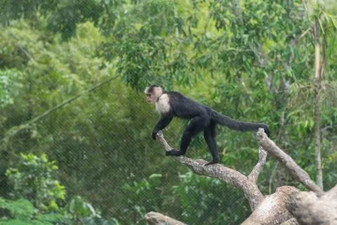 A white-faced capuchin monkey stands carefully on a high tree branch in its.. Stock Photos